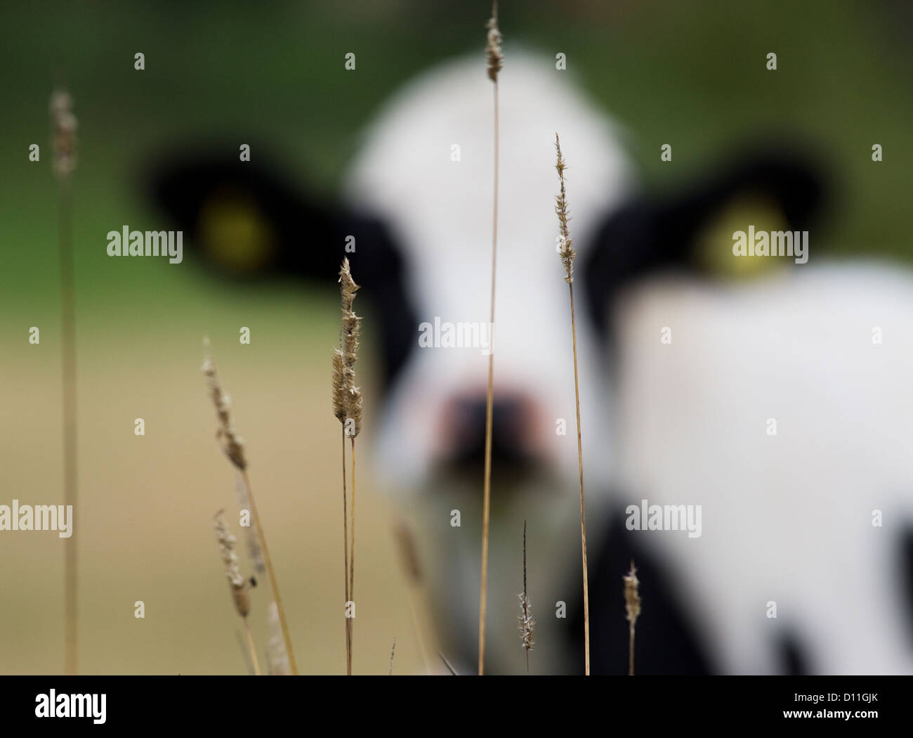Black and white cow out of focus with focused grass in the foreground Stock Photo