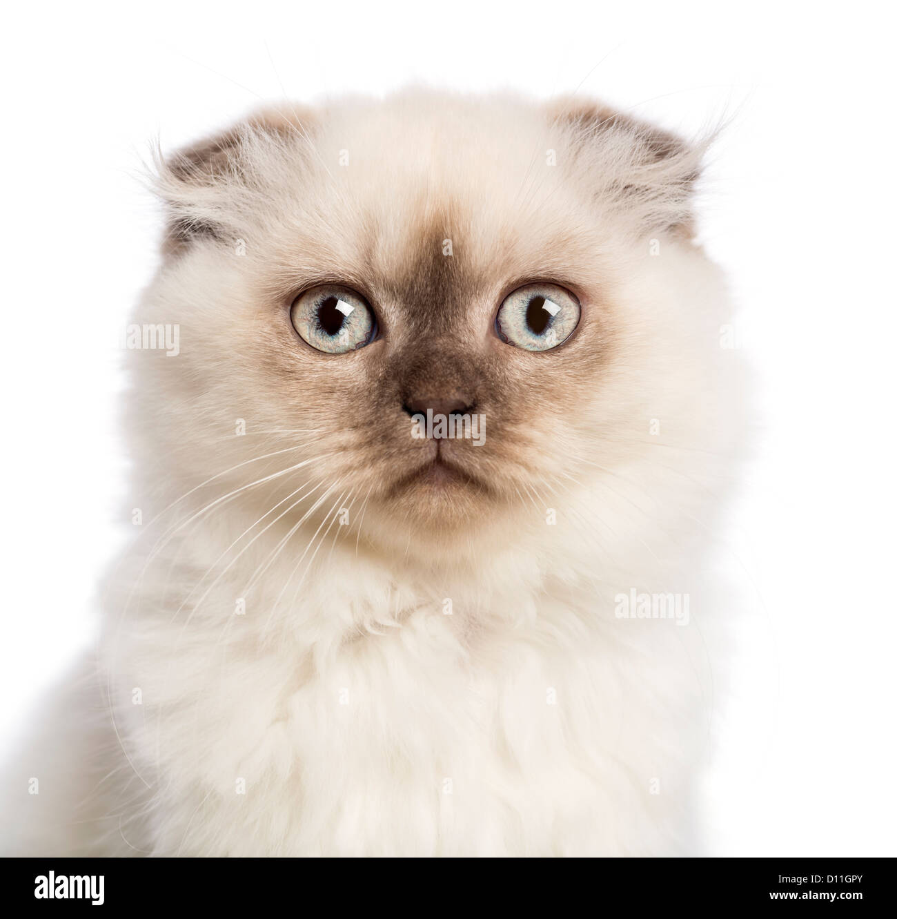 Close-up of a Highland Fold kitten looking at the camera against white background Stock Photo