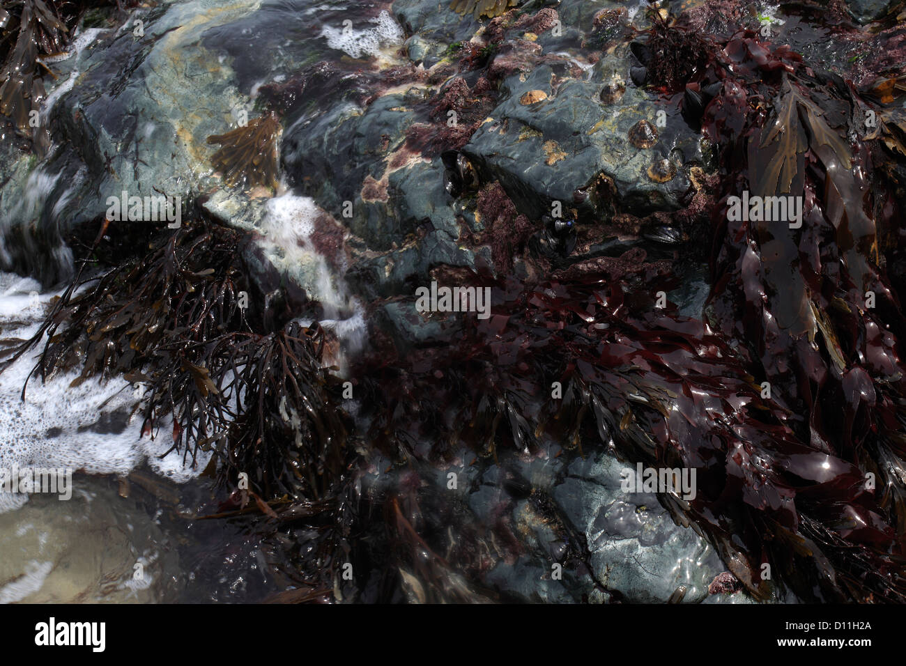 Bladder Wrack seaweed, (Fucus vesiculosus) Stock Photo