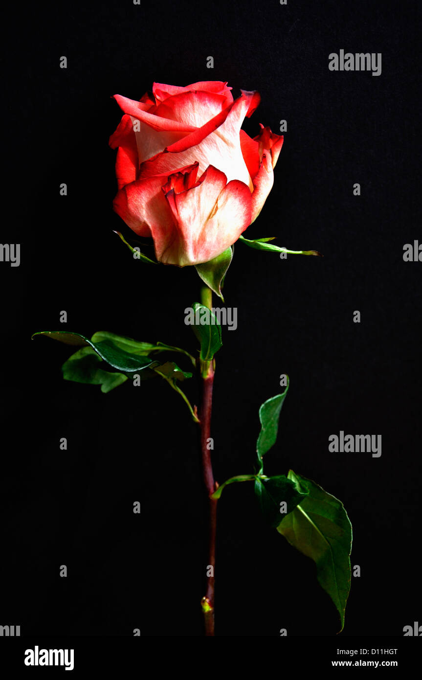 Close up of red and white rose against black background Stock Photo - Alamy