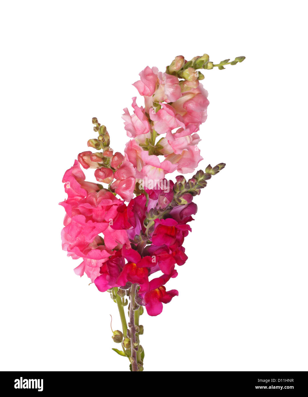 Several stems with pink, red, purple and yellow flowers of snapdragons (Antirrhinum majus) isolated against a white background Stock Photo
