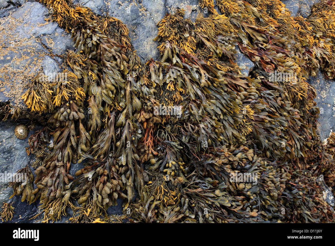 Bladder Wrack seaweed, (Fucus vesiculosus Stock Photo Alamy