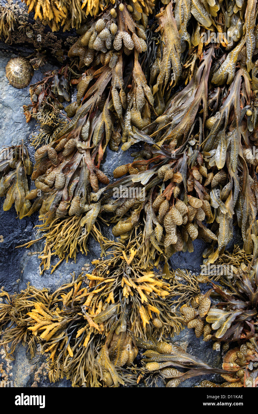 Bladder Wrack seaweed, (Fucus vesiculosus Stock Photo Alamy