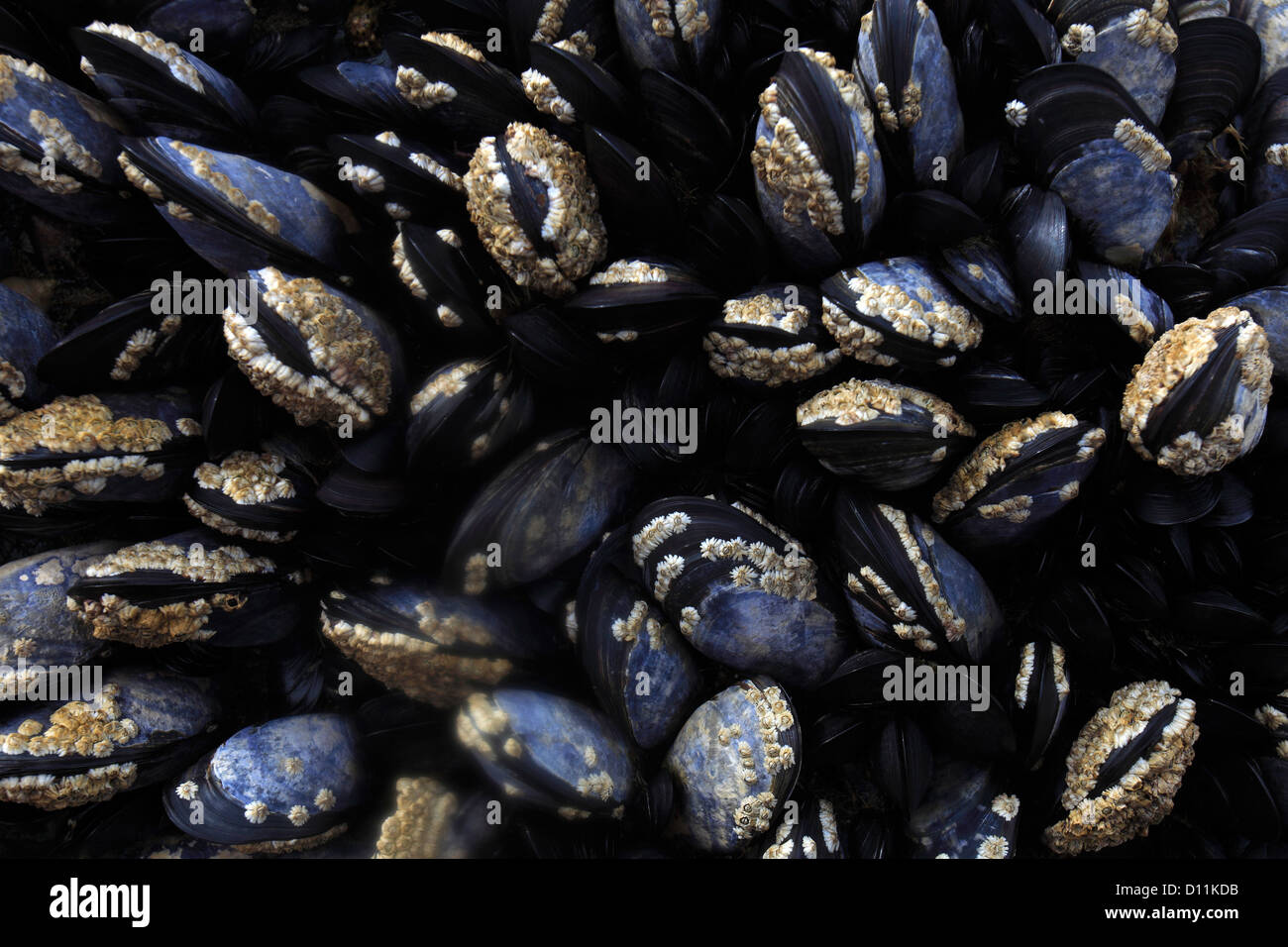 Common Mussel Bed ( Mytilus edulis ) Stock Photo