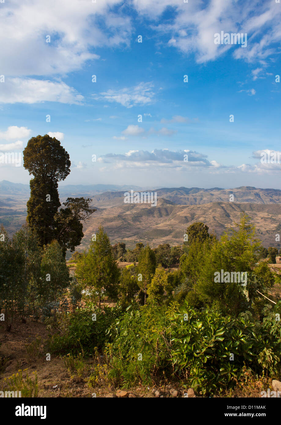 Dawa Tree Dawa Dawa Tree High Resolution Stock Photography and Images - Alamy