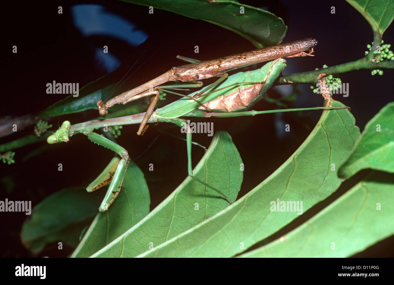 Praying mantis (Isomantis / Stagmomantis domingensis) female (green) with male (brown) trying to mate with her Trinidad Stock Photo