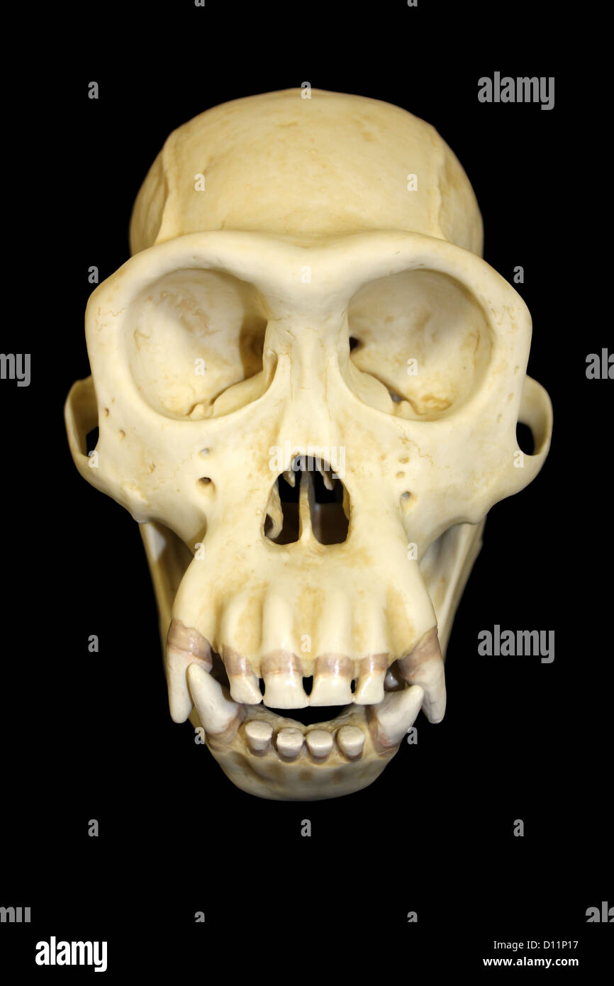 Front View Of Male Chimpanzee Skull Pan troglodytes Stock Photo
