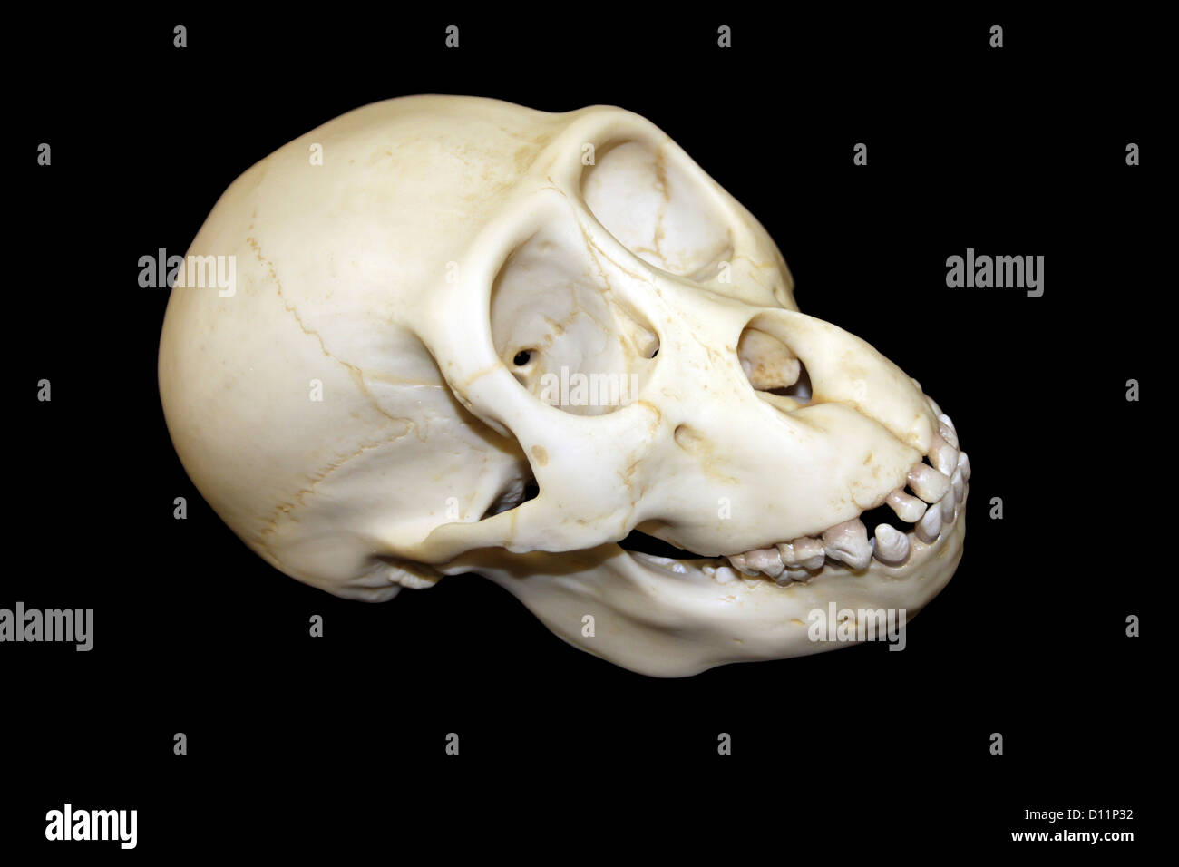 Young Gorilla Skull Stock Photo