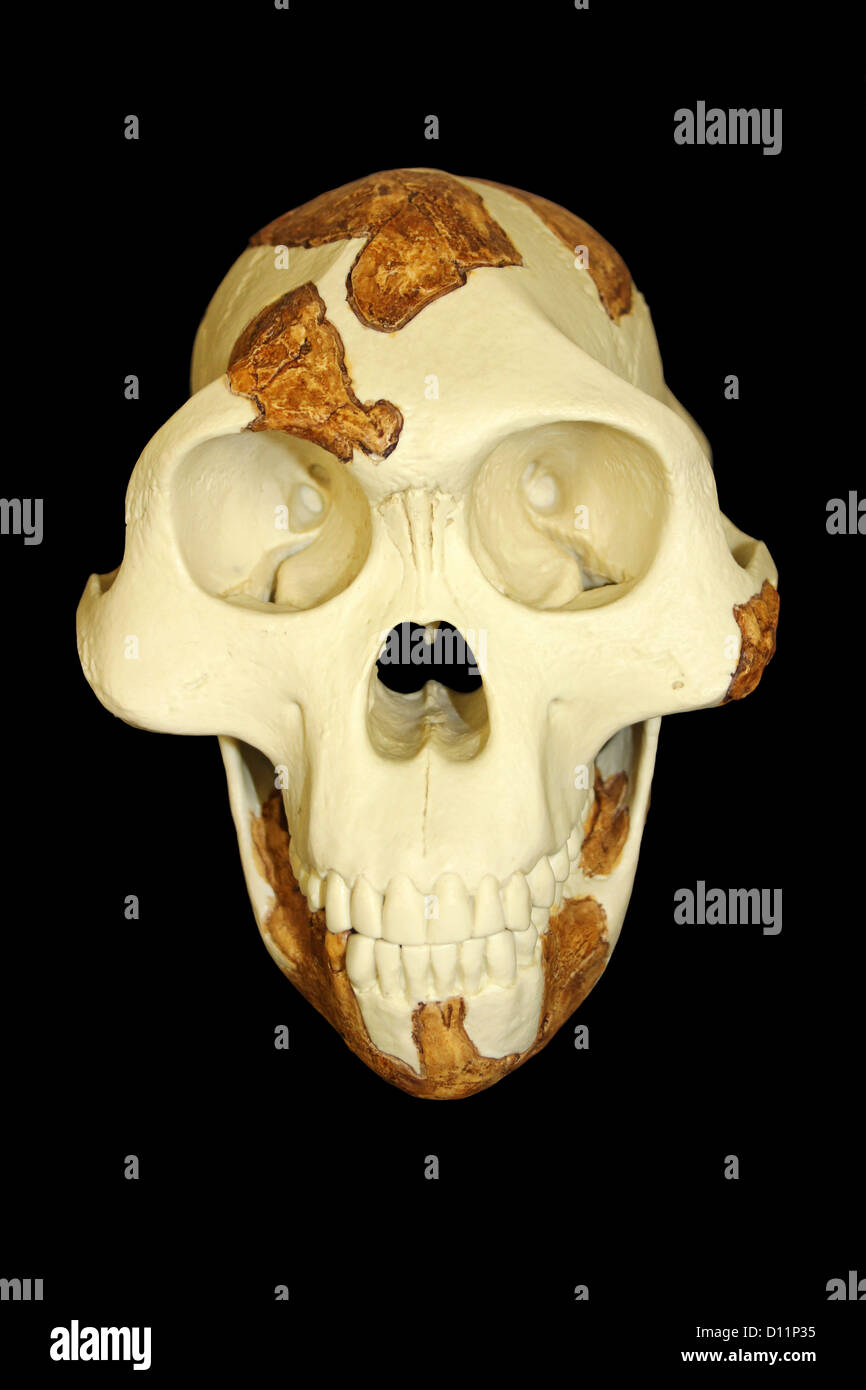 'Lucy' Australopithecus afarensis Stock Photo