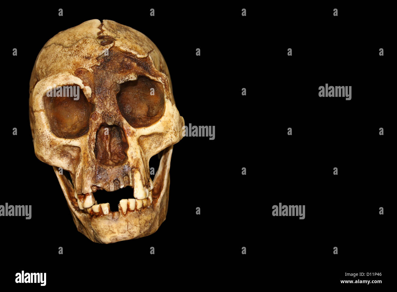 'The Hobbit' Homo floresiensis Stock Photo