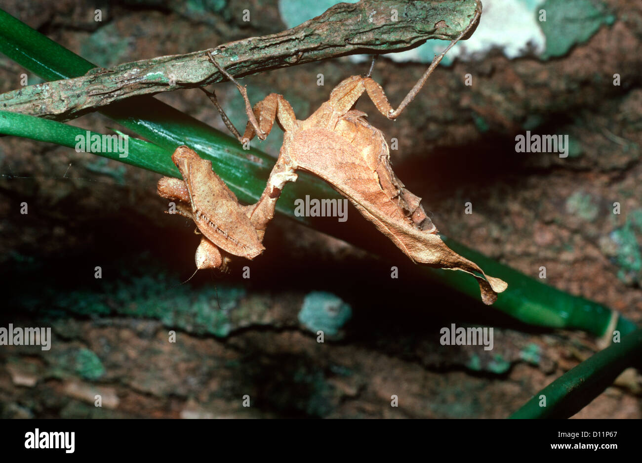 Dead-leaf mantis (Acanthops falcata) female in rainforest Trinidad Stock Photo