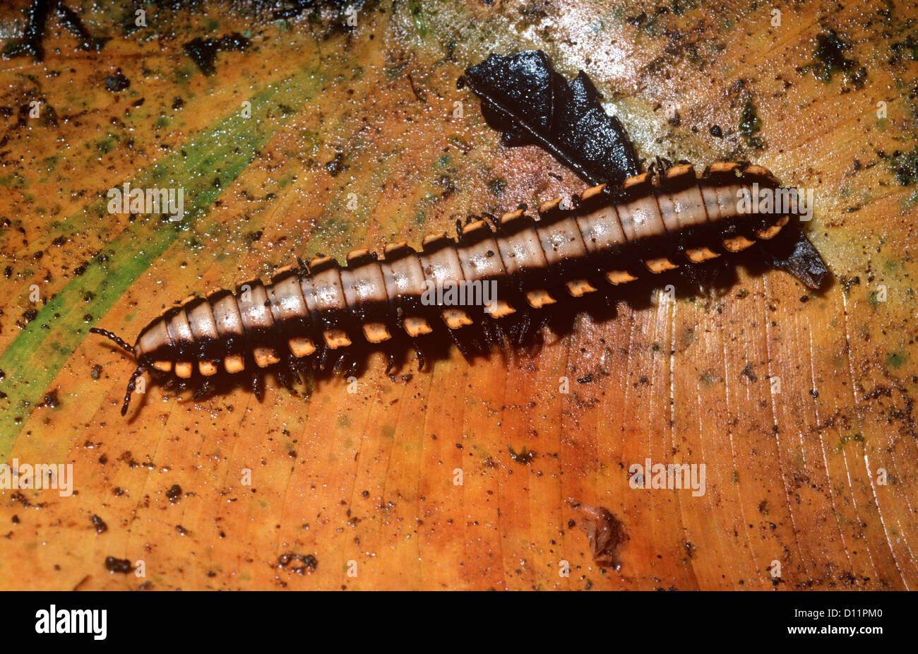 Giant flat-backed millipede (Nyssodesmus python) in rainforest Costa Rica Stock Photo