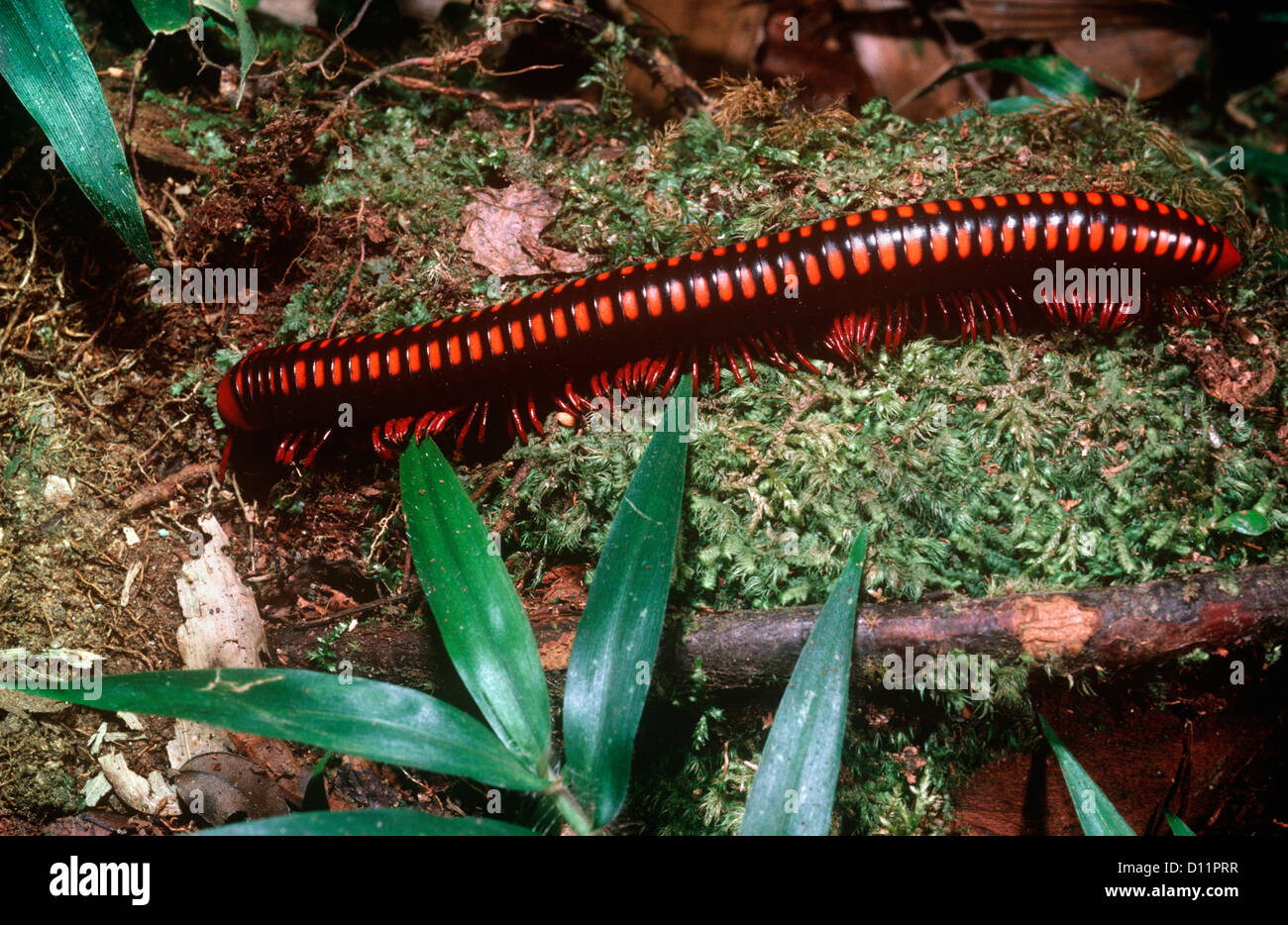 Warningly coloured giant millipede (Spirostreptus sp.) showing how the legs move in waves as it walks Madagascar Stock Photo