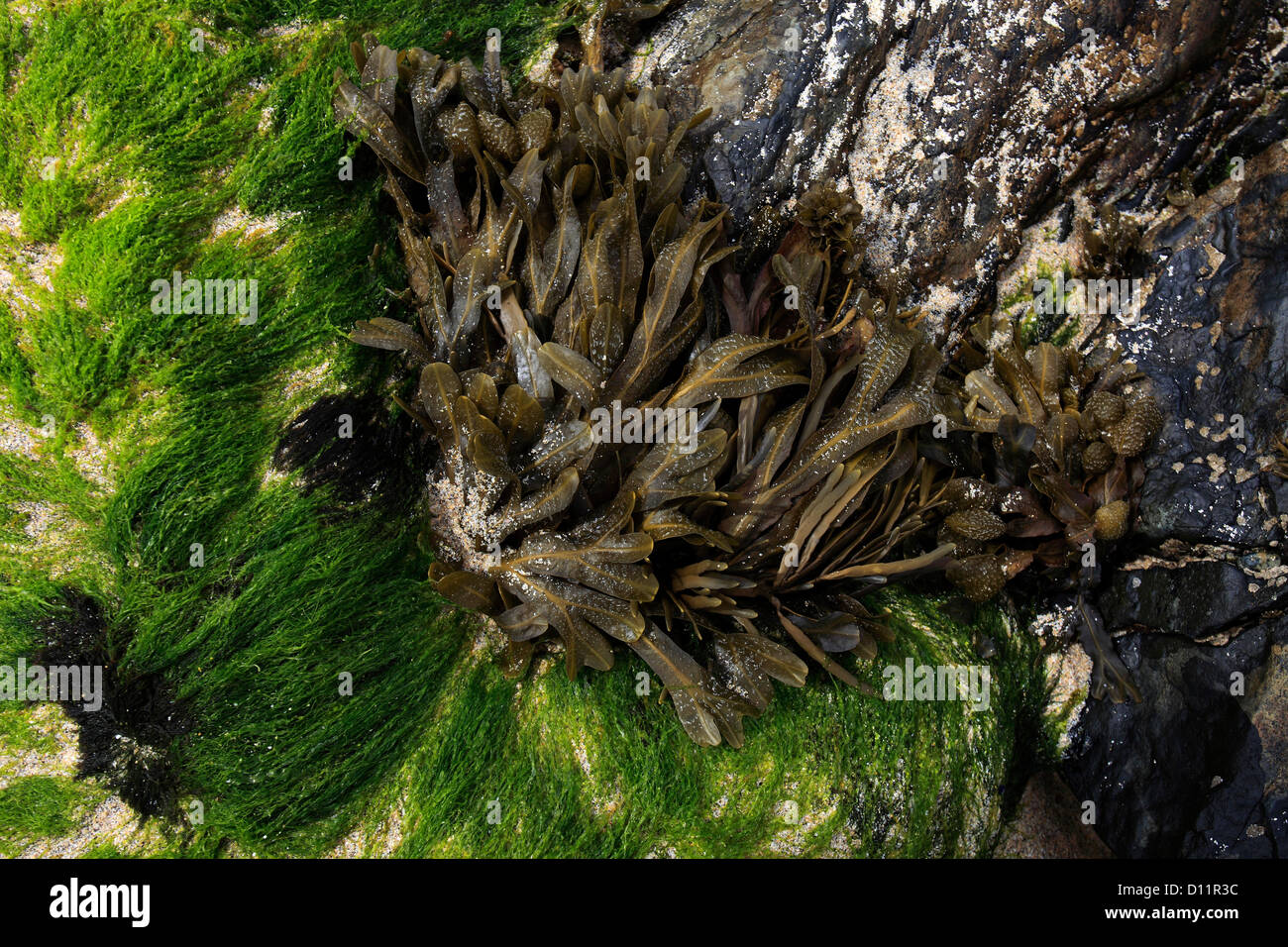 Bladder Wrack seaweed, (Fucus vesiculosus Stock Photo Alamy