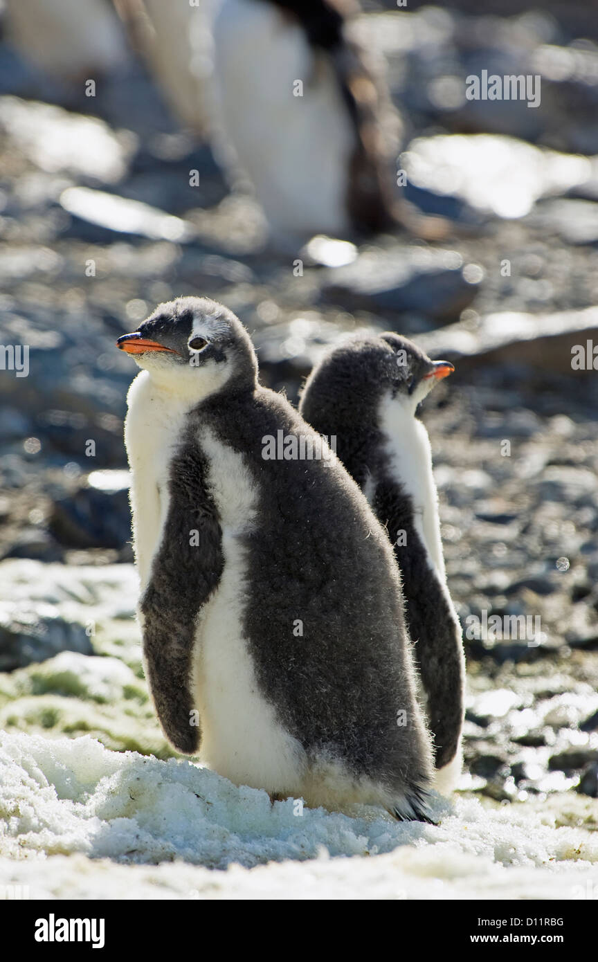 Gentoo Penguins (Pygoscelis Papua); Antarctica Stock Photo, Royalty ...