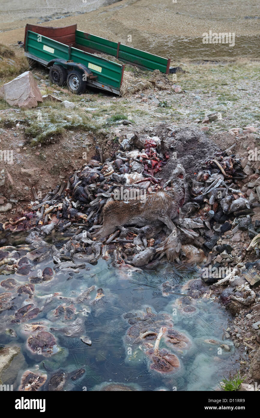 Red deer, Cervus elaphus, carcases and offal dumped in a pit near Blair Athol, Scotland, UK Stock Photo