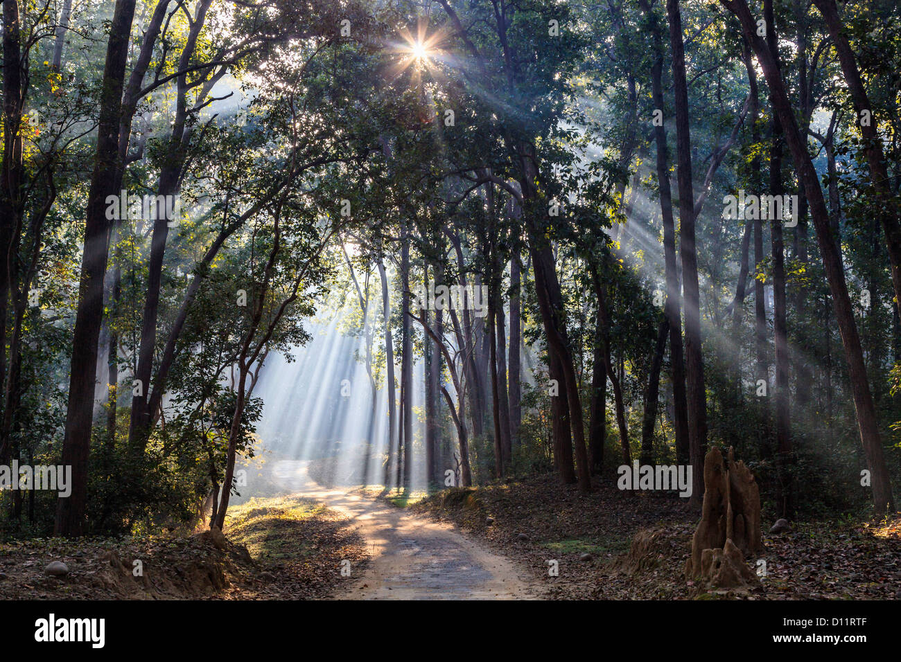 India, Uttarakhand, View of forest with shala trees at Jim Corbett