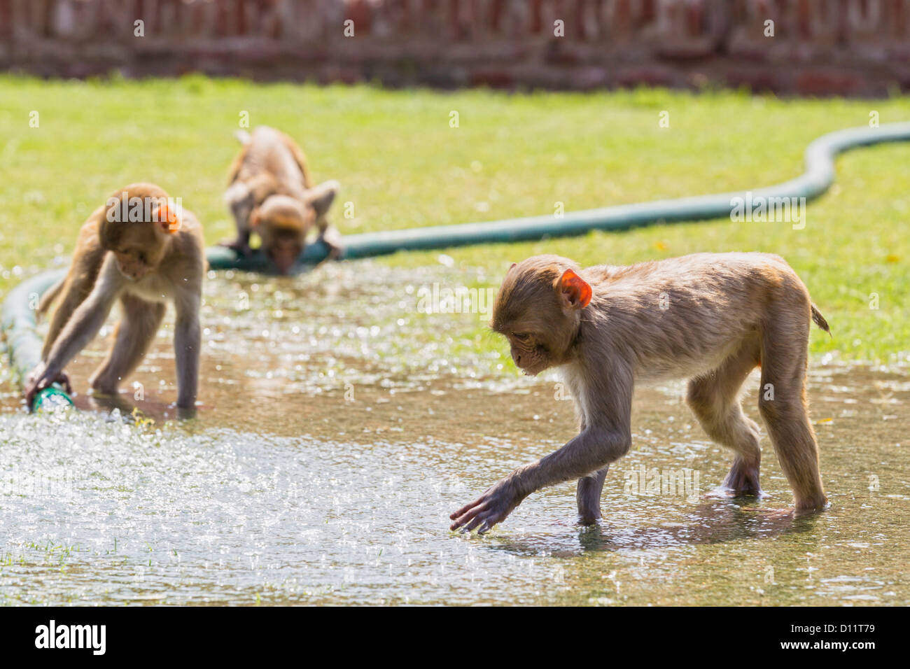 Garden hose splashing water on grass hi-res stock photography and ...