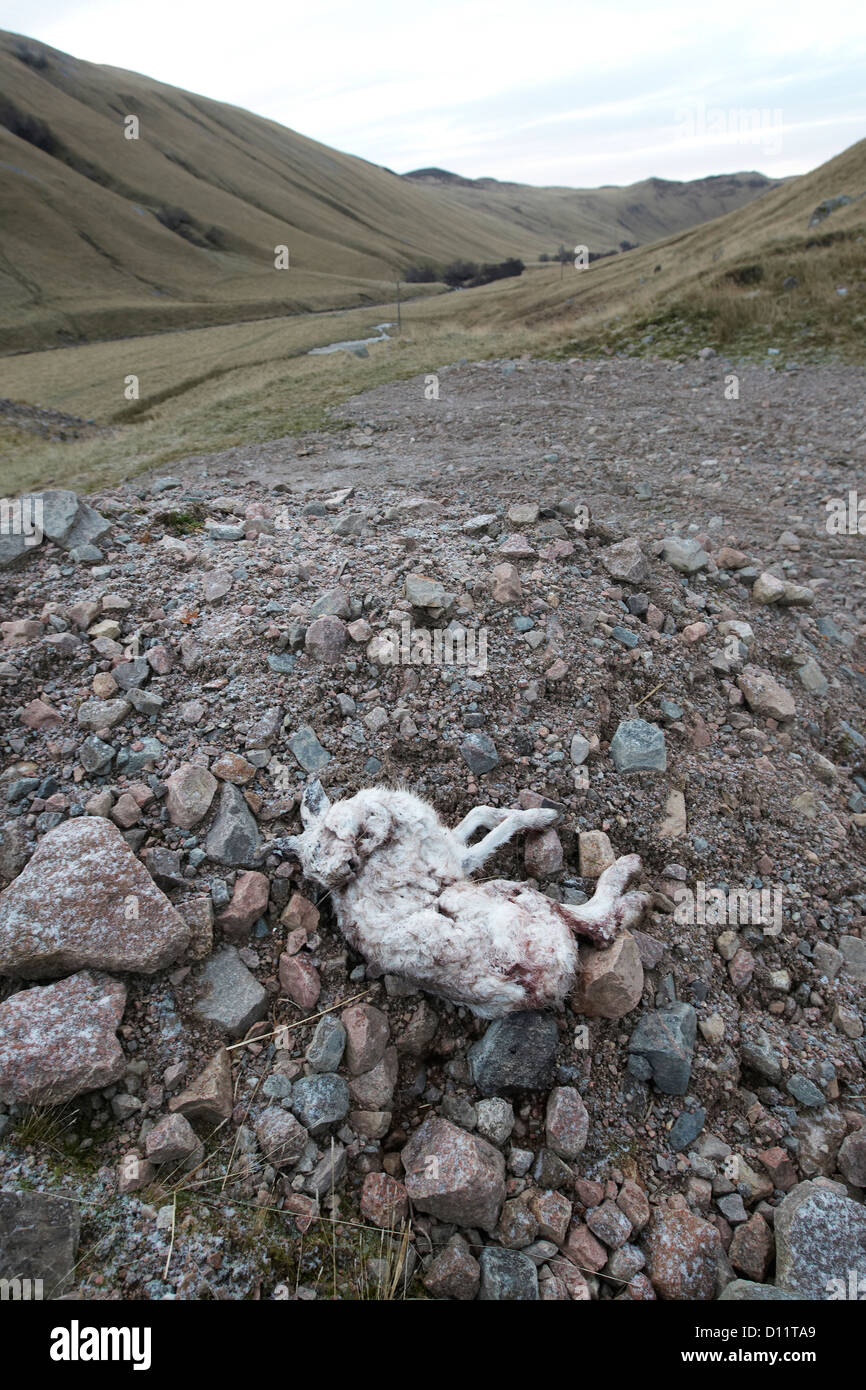Dead mountain hare, Lepus timidus, shot for target practice by Red deer stalkers, Scottish Highlands, UK Stock Photo