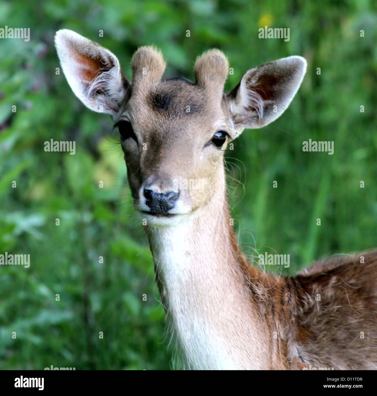 Intimate portrait of a young male fallow deer with antlers just appearing Stock Photo