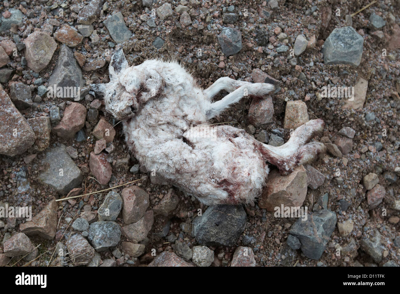 Dead mountain hare, Lepus timidus, shot for target practice by Red deer stalkers, Scottish Highlands, UK Stock Photo