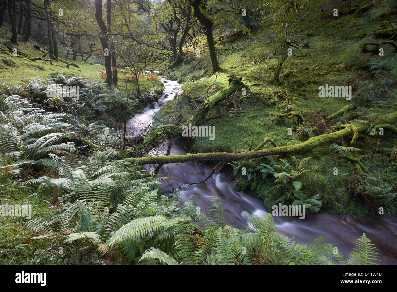 Stream flowing through the moss covered understorey of Dunkery and Horner Wood, Exmoor National Park, UK Stock Photo