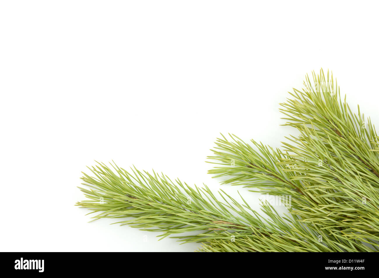 Fir tree branch. Isolated on white background Stock Photo - Alamy