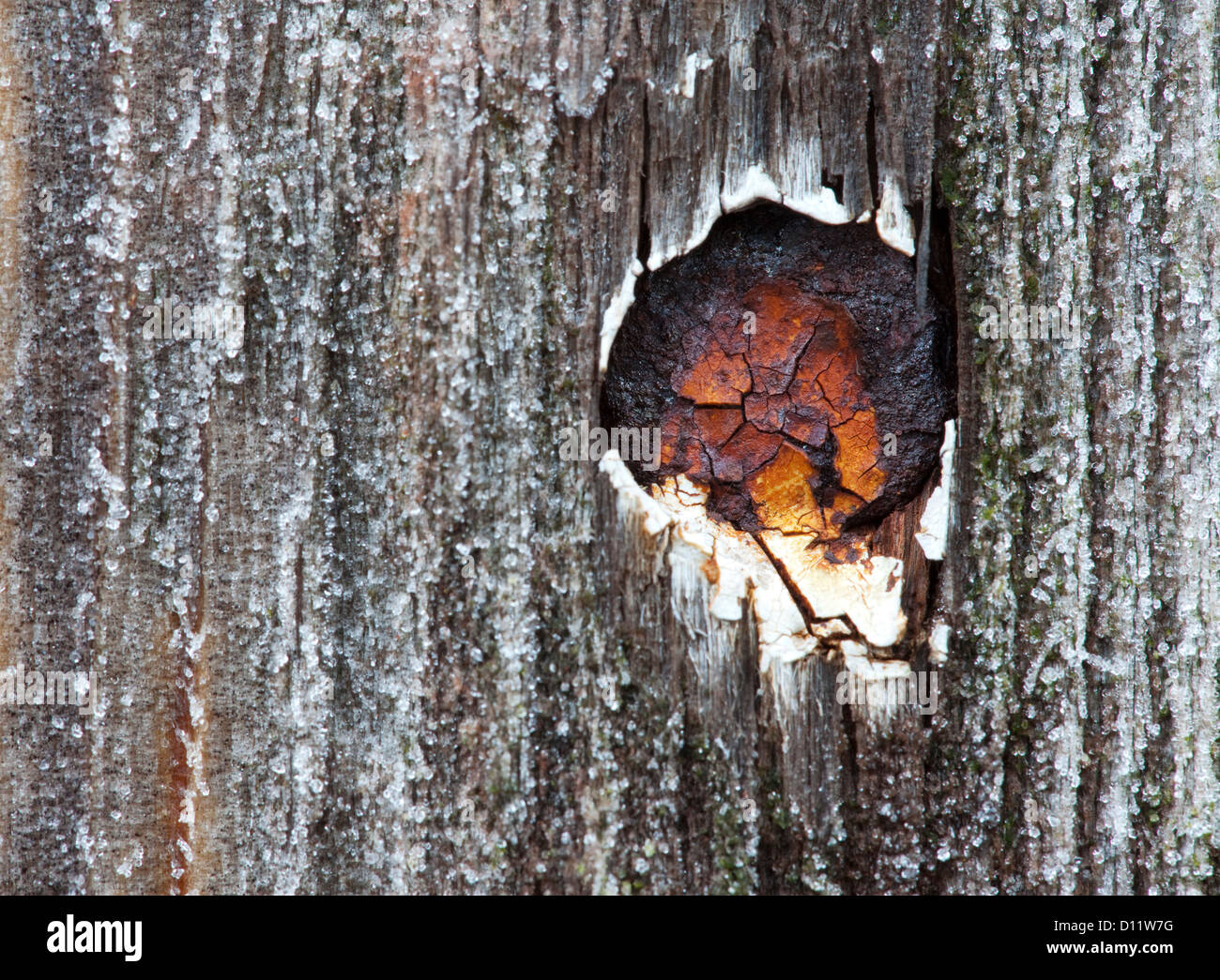 Rusty nail head hires stock photography and images Alamy