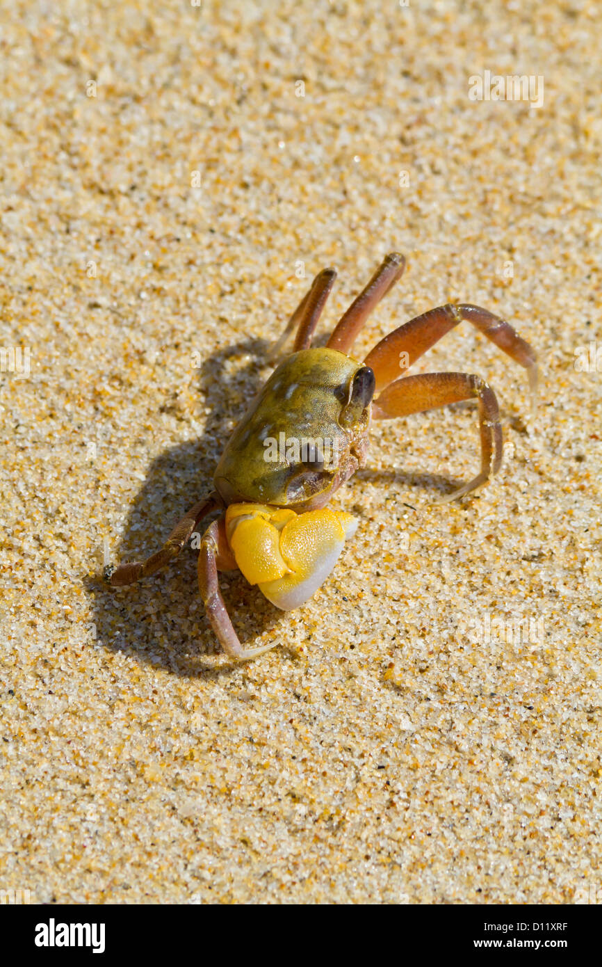 Cancer in the Sand on Mai Khao Beach on Phuket, Thailand Stock Photo