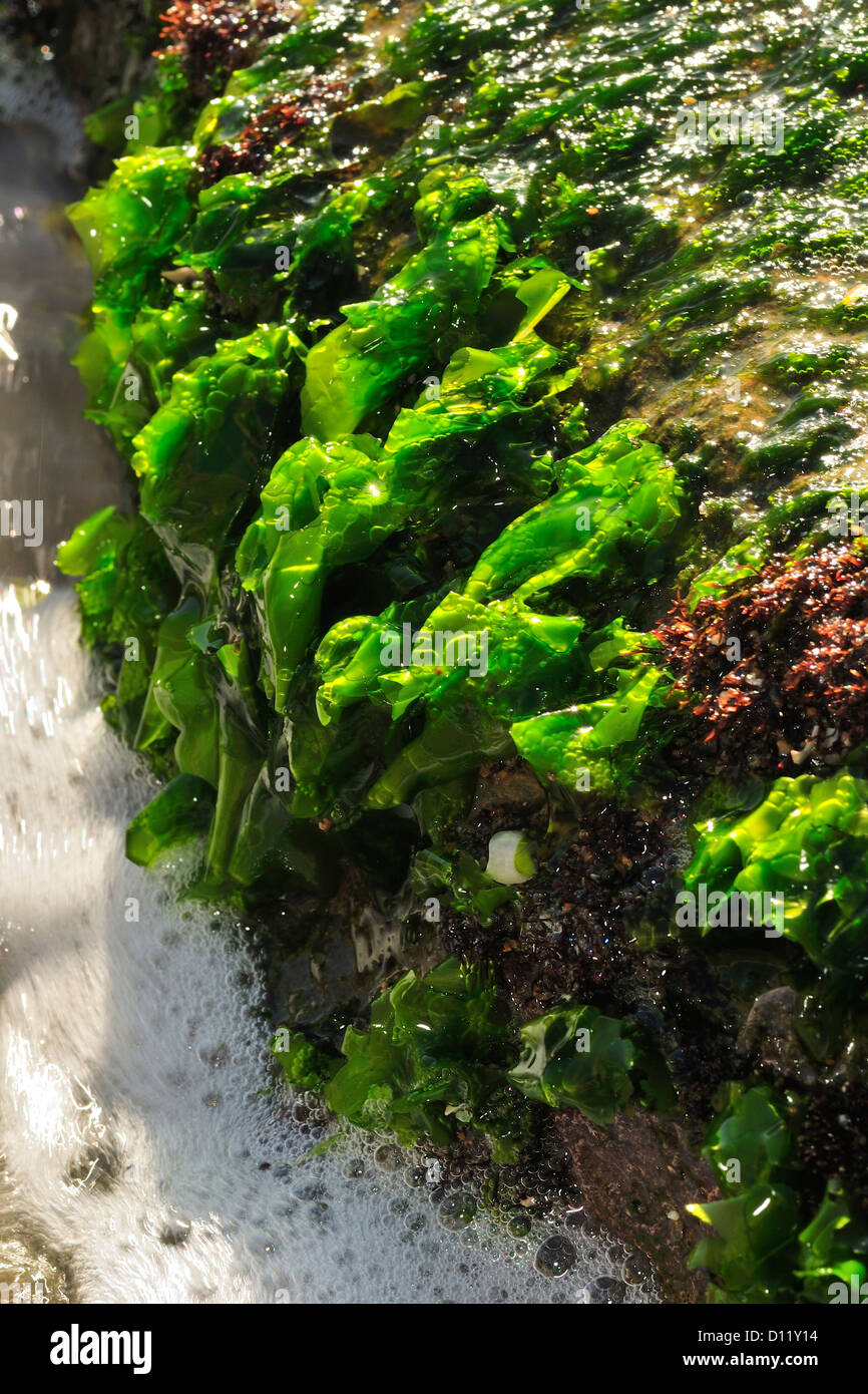 Sea lettuce Ulva lactuca,  green alga, Chlorophyta,  Anzio, Rome, Italy, Mediterranean Sea Stock Photo