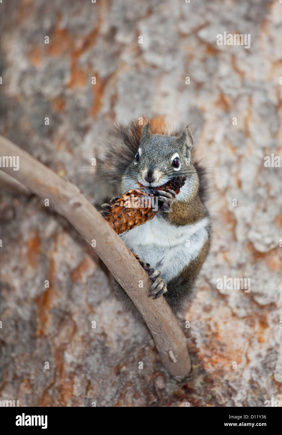 Grey Squirrel eating a pine cone Stock Photo Alamy