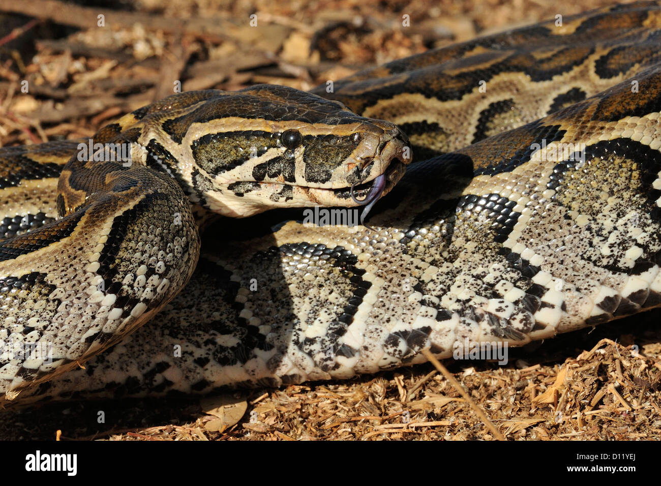 African rock python Python sebae, Pythonidae, Pokot tribe land, Kenya, Africa Stock Photo