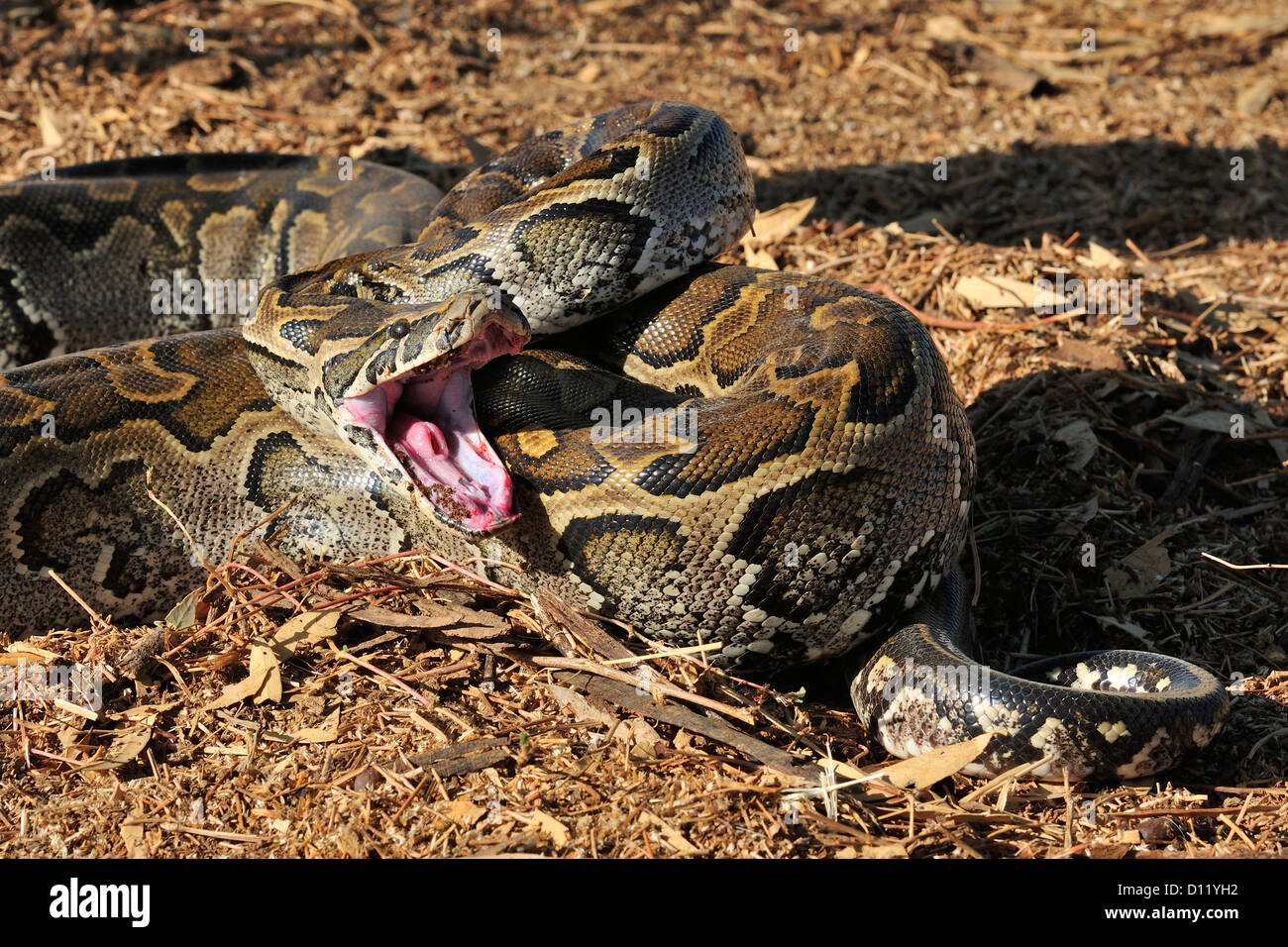 African rock python Python sebae, Pythonidae, Pokot tribe land, Kenya, Africa Stock Photo