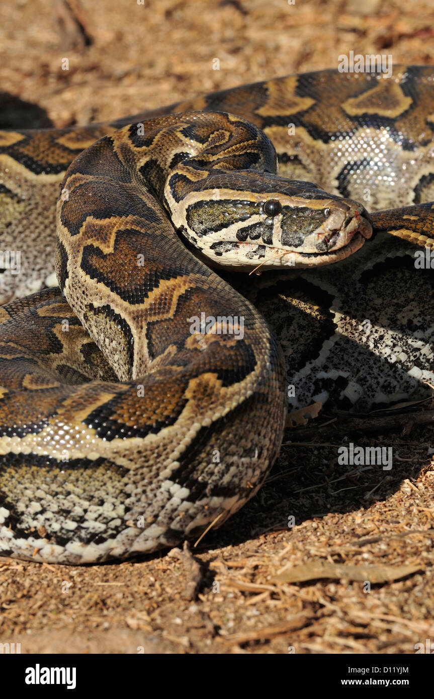 African rock python Python sebae, Pythonidae, Pokot tribe land, Kenya ...