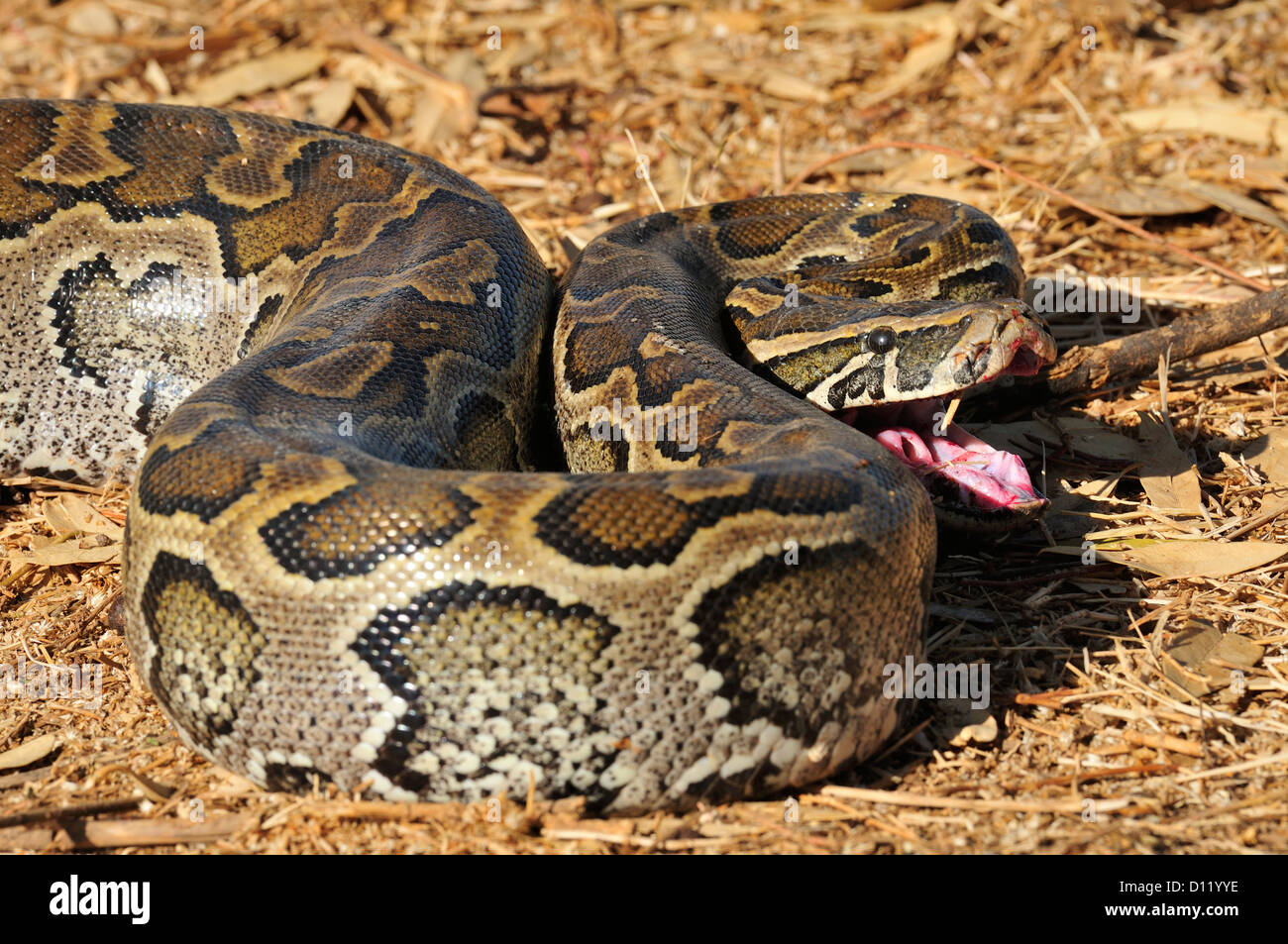 African rock python Python sebae, Pythonidae, Pokot tribe land, Kenya, Africa Stock Photo