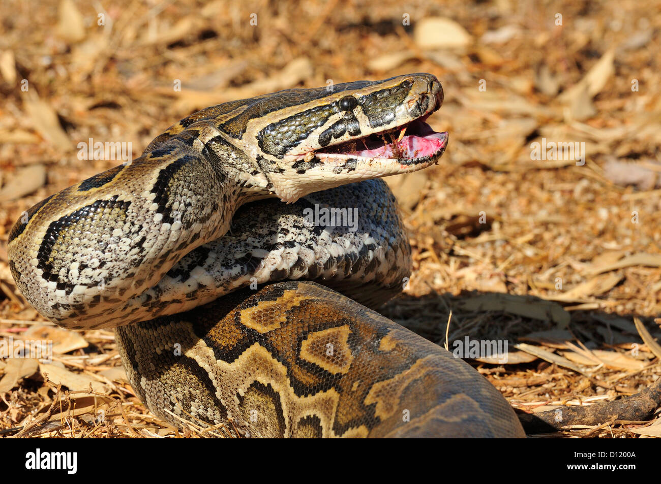 African rock python Python sebae, Pythonidae, Pokot tribe land, Kenya