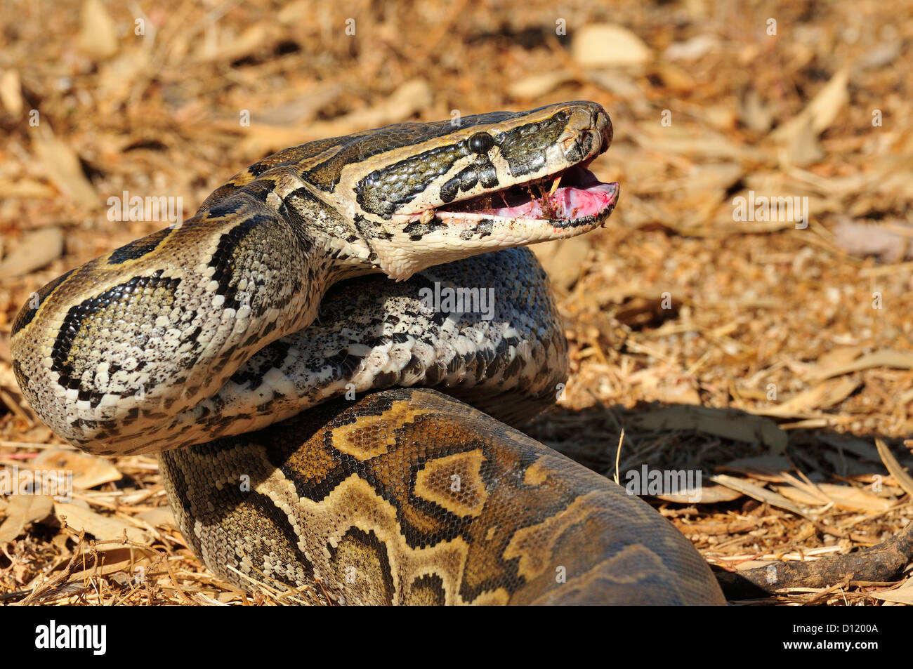 African rock python Python sebae, Pythonidae, Pokot tribe land, Kenya, Africa Stock Photo