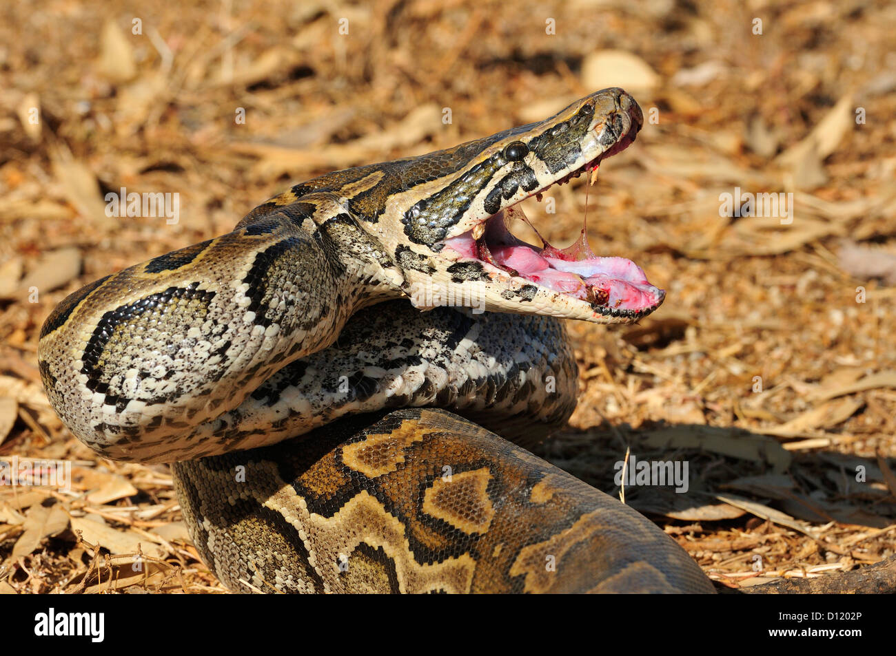 African rock python Python sebae, Pythonidae, Pokot tribe land, Kenya, Africa Stock Photo