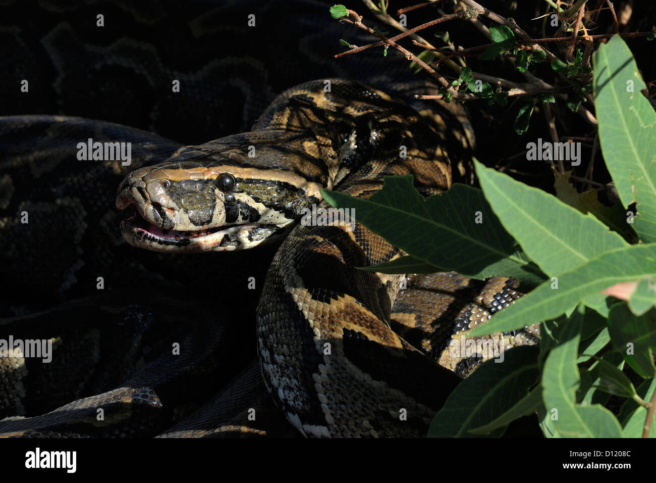 African rock python Python sebae, Pythonidae, Pokot tribe land, Kenya ...