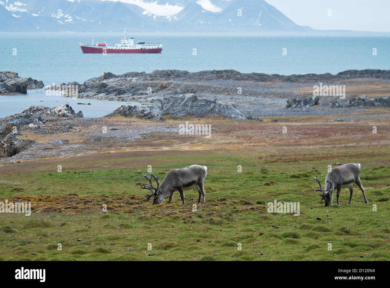 Svalbard Reindeer Rangifer tarandus Ingeborgfjellet M/V Antarctic Dream Spitsbergen Norway Stock Photo