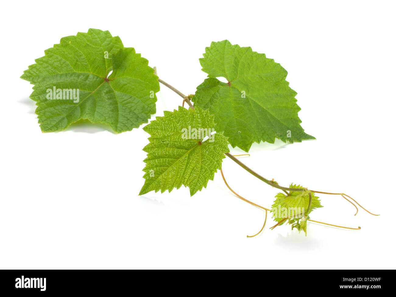 Grape vine. Isolated on white background Stock Photo