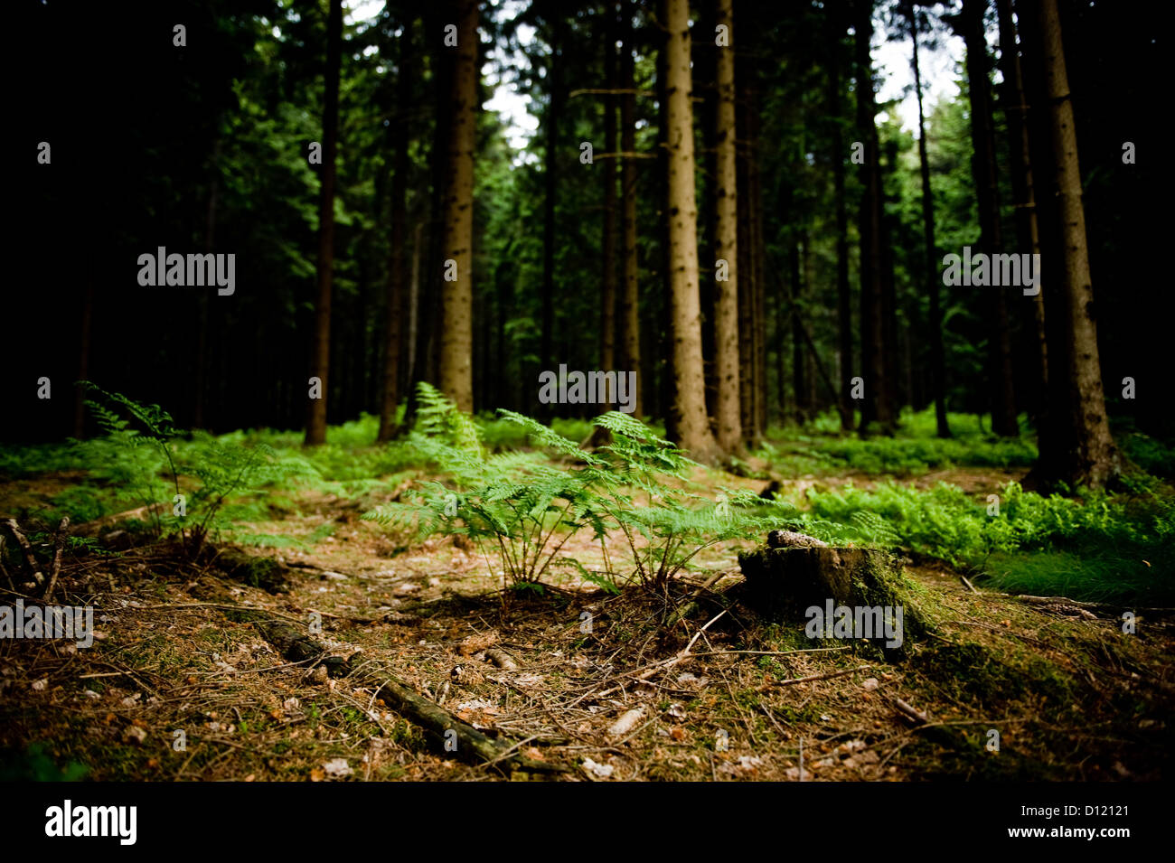 Gefaesssporenpflanzen hi-res stock photography and images - Alamy