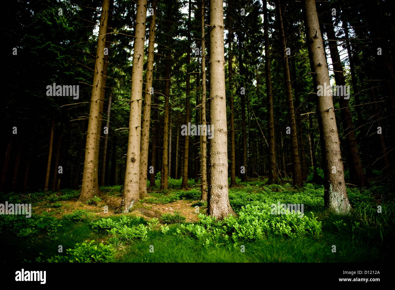 Goslar, Germany, Norway spruce Stock Photo