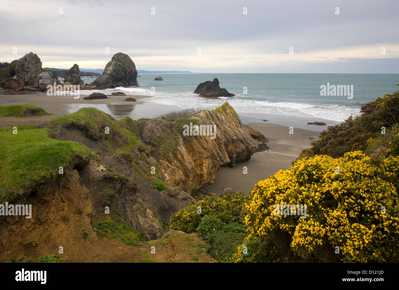 OR0029400...OREGON Scotchbroom blooming along the coast at Harris