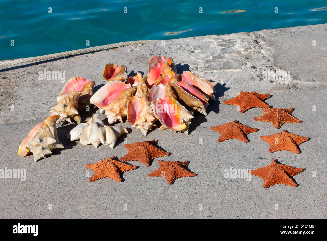 queen conch; shell; Stock Photo