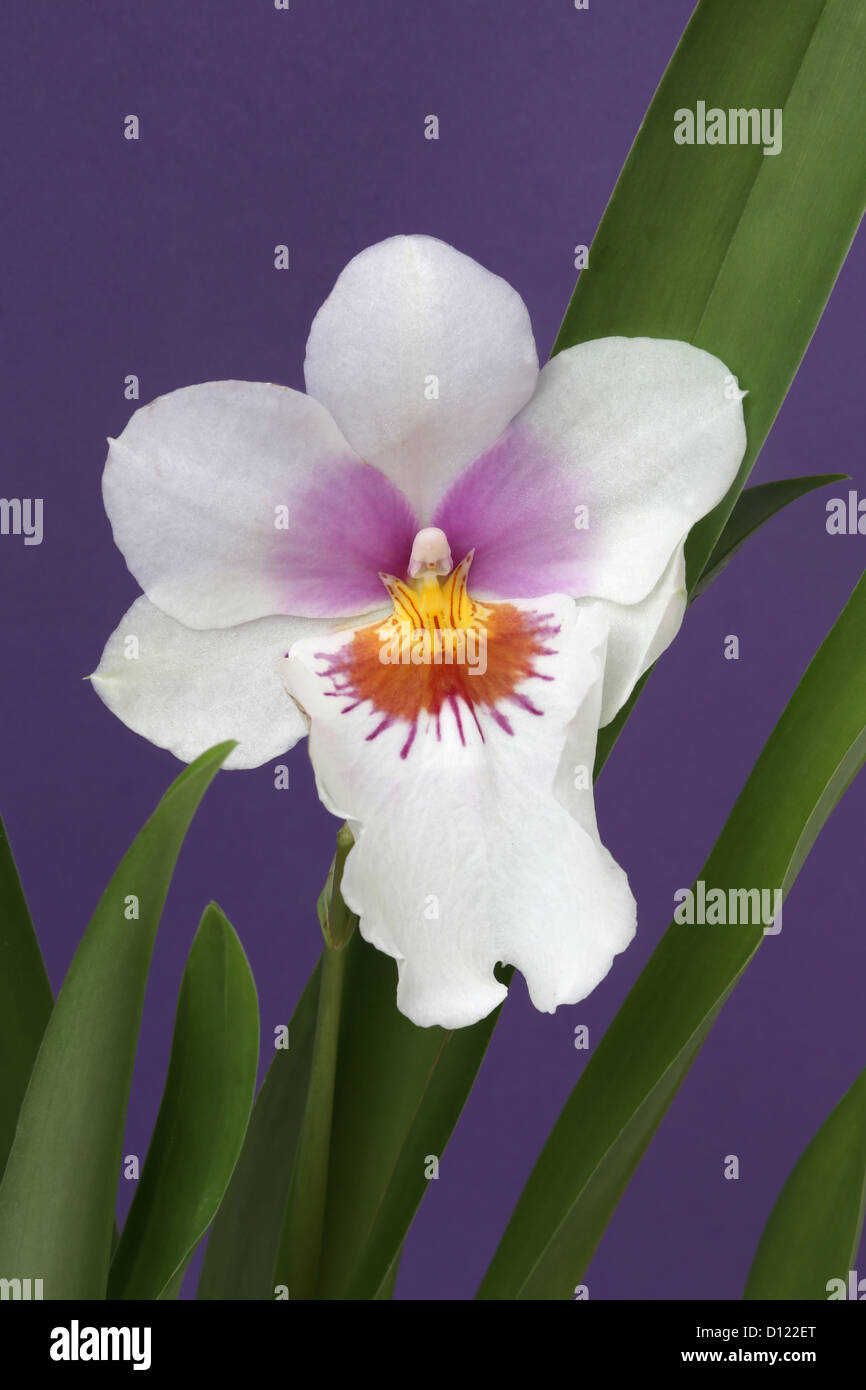 A Pansy Orchid Miltonia Stock Photo