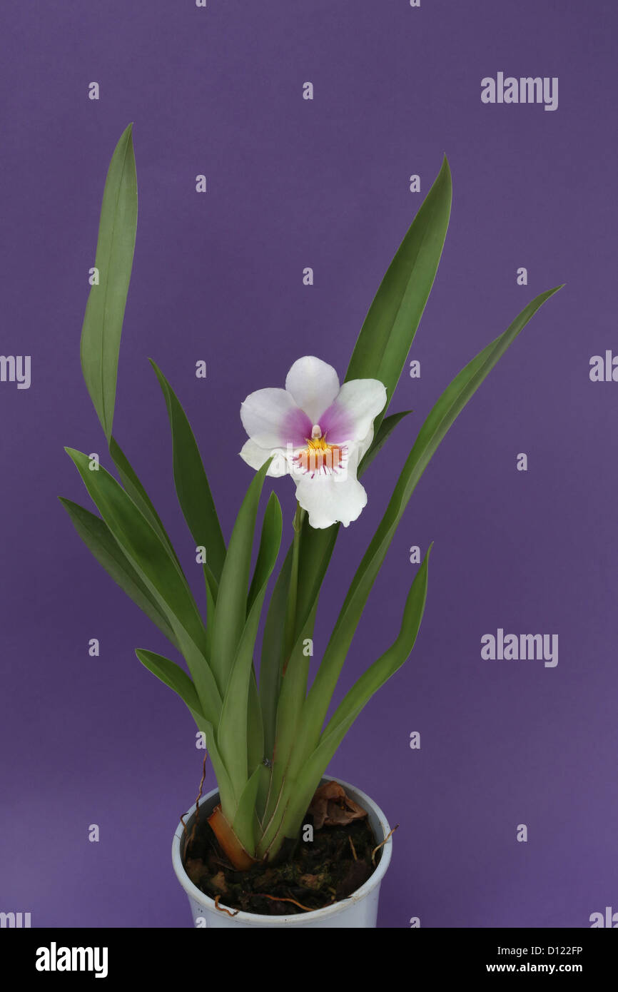 A Pansy Orchid Miltonia Stock Photo