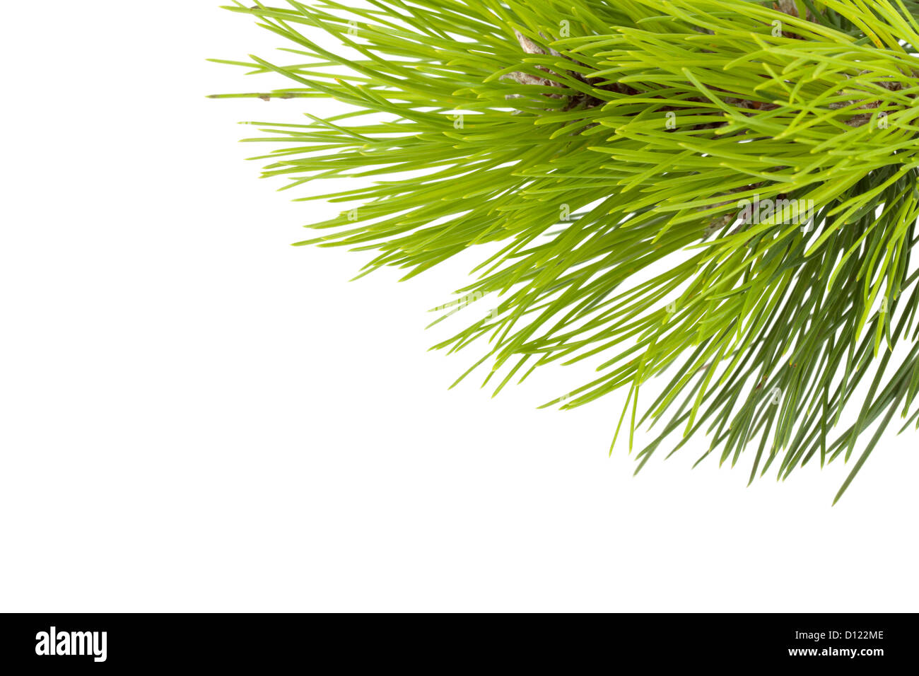 Fir tree branch. Isolated on white background Stock Photo - Alamy