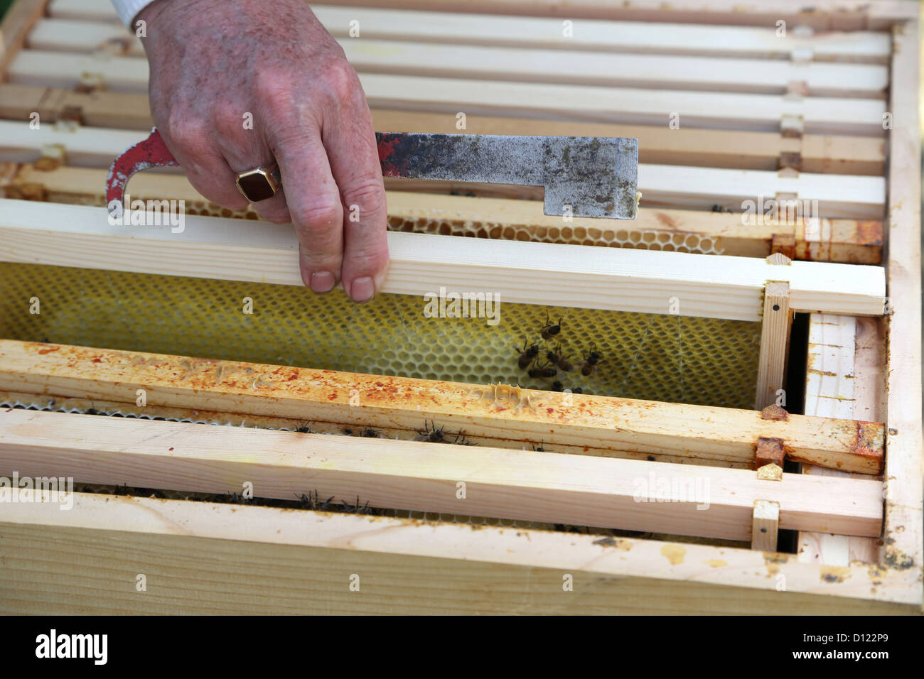 Beekeeper with Bee Tool With Hand On Hive Surrey England Stock Photo