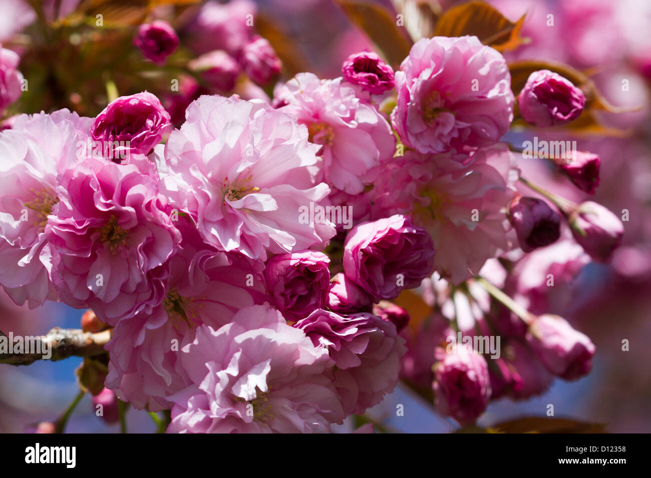 Close up of Yaezakura Cherry Blossom, NiagaraontheLake, Ontario